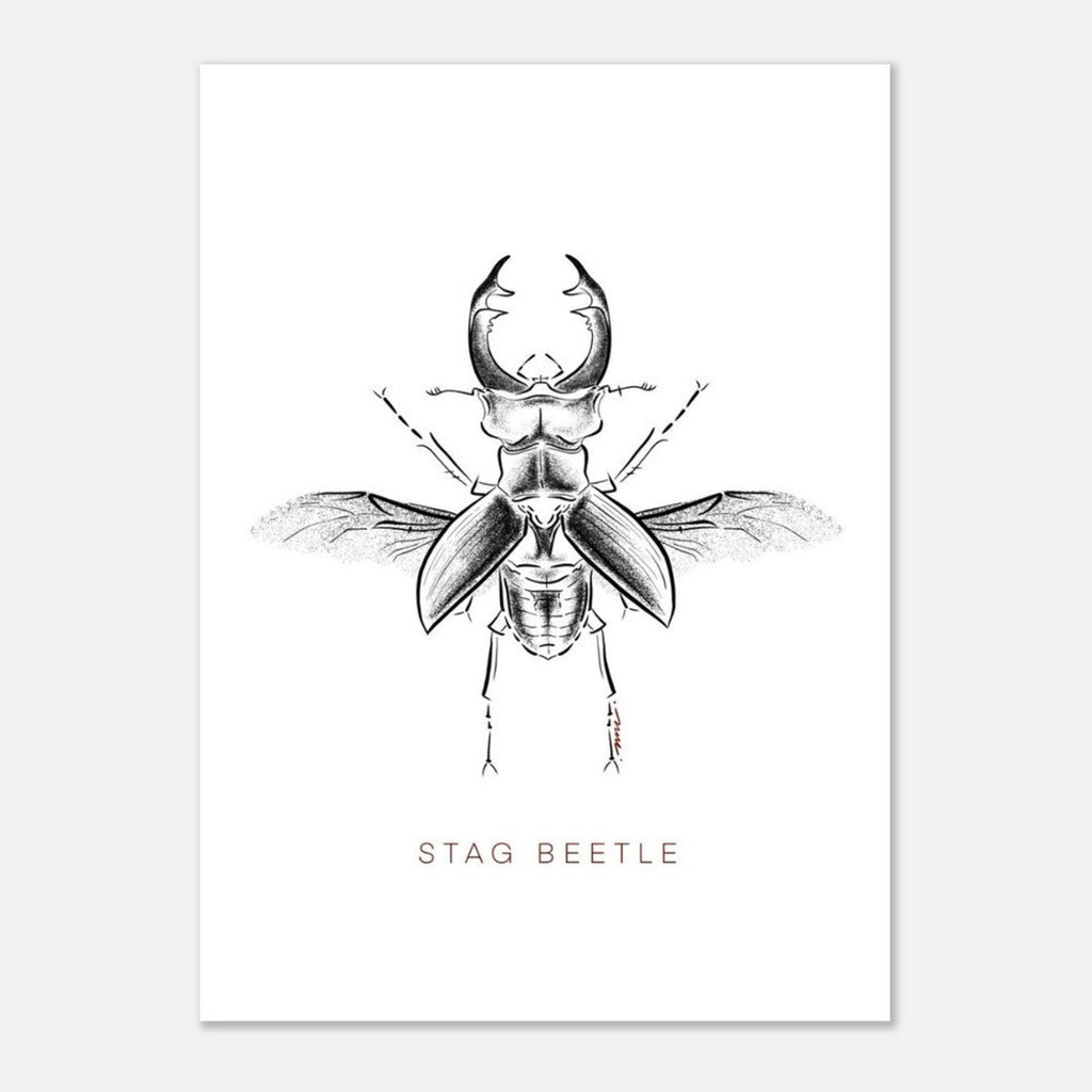 Postcards ( Beetle Collections )