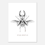 Postcards ( Beetle Collections )