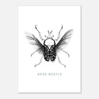 Postcards ( Beetle Collections )