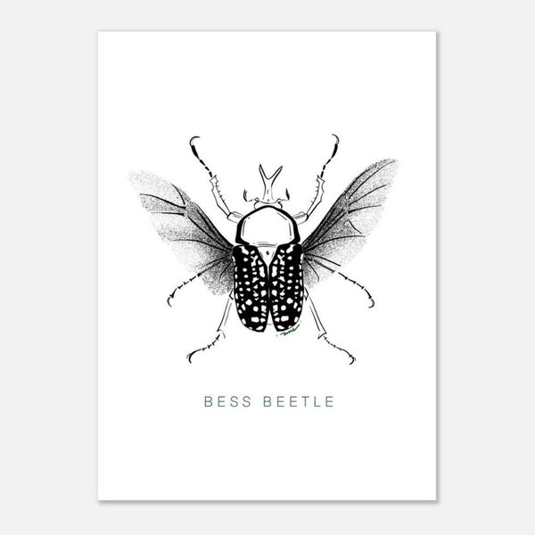 Postcards ( Beetle Collections )