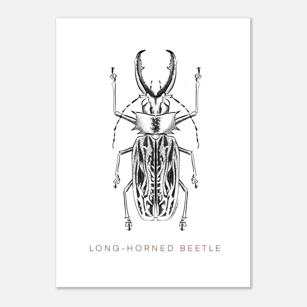 Postcards ( Beetle Collections )