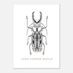 Postcards ( Beetle Collections )