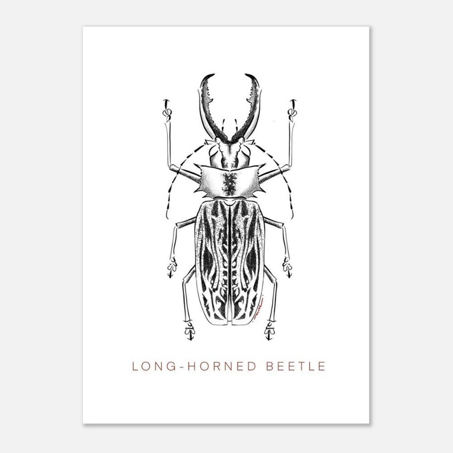 Postcards ( Beetle Collections )