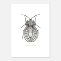 Postcards ( Beetle Collections )
