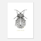 Postcards ( Beetle Collections )