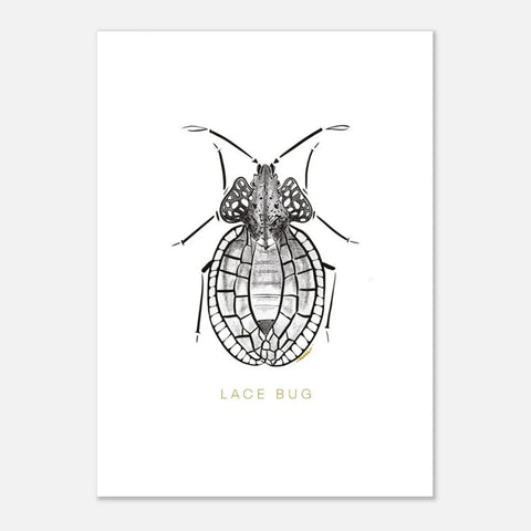 Postcards ( Beetle Collections )