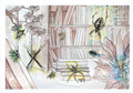 Champaca Spiders of India Postcards