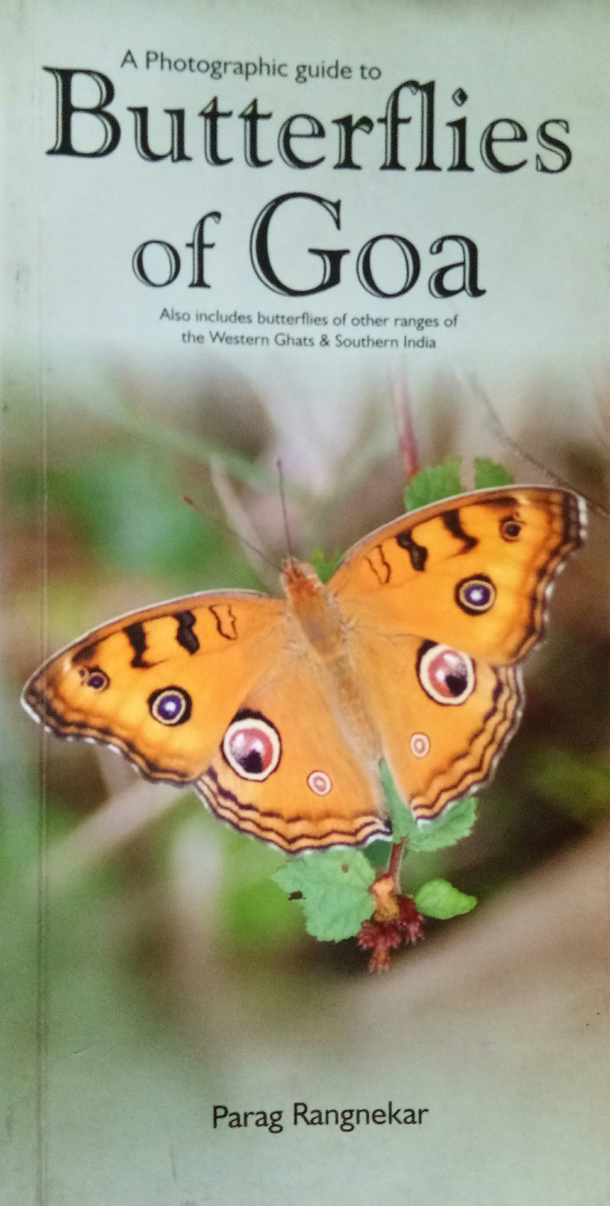 A Photographic Guide To Butterflies Of Goa
