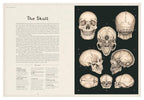 Anatomicum (Welcome to the Museum)
