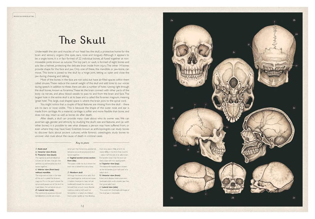 Anatomicum (Welcome to the Museum)