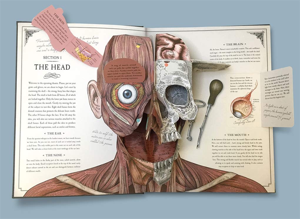 The Human Body