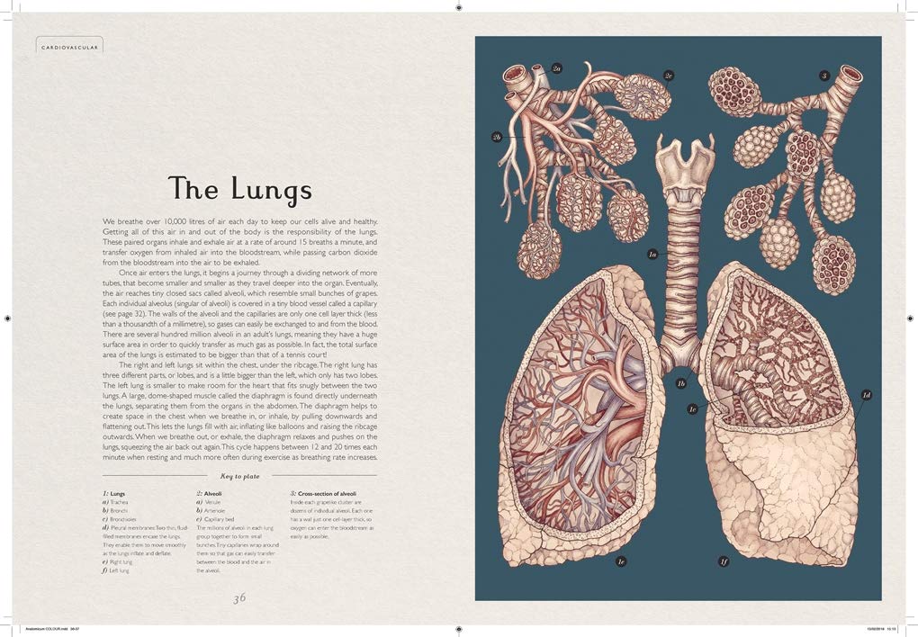 Anatomicum (Welcome to the Museum)