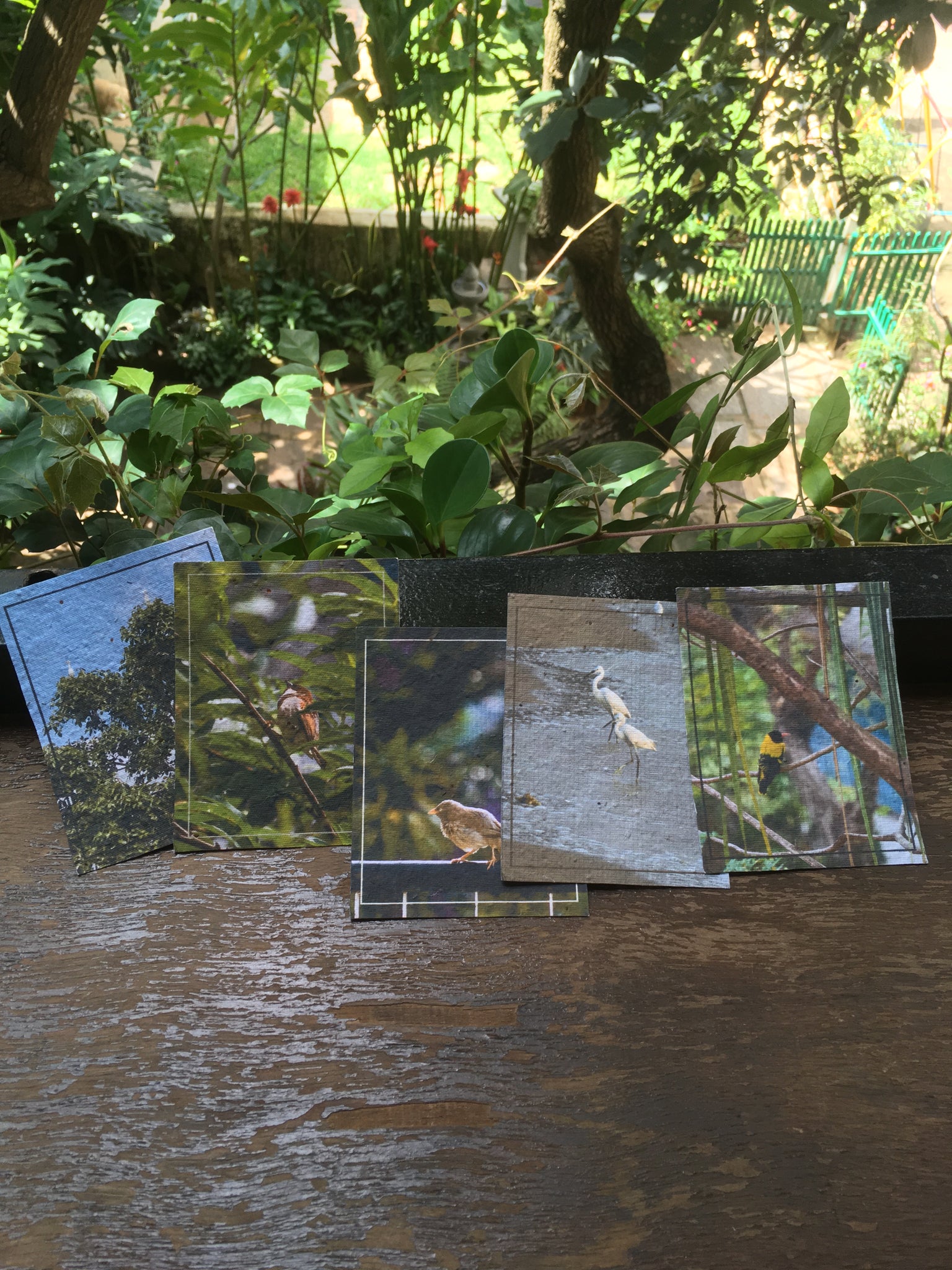 Postcard Set: Birds Of India