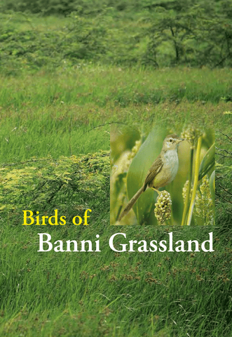 Birds Of Banni Grassland