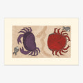 The Crab And The Spider Crab Card